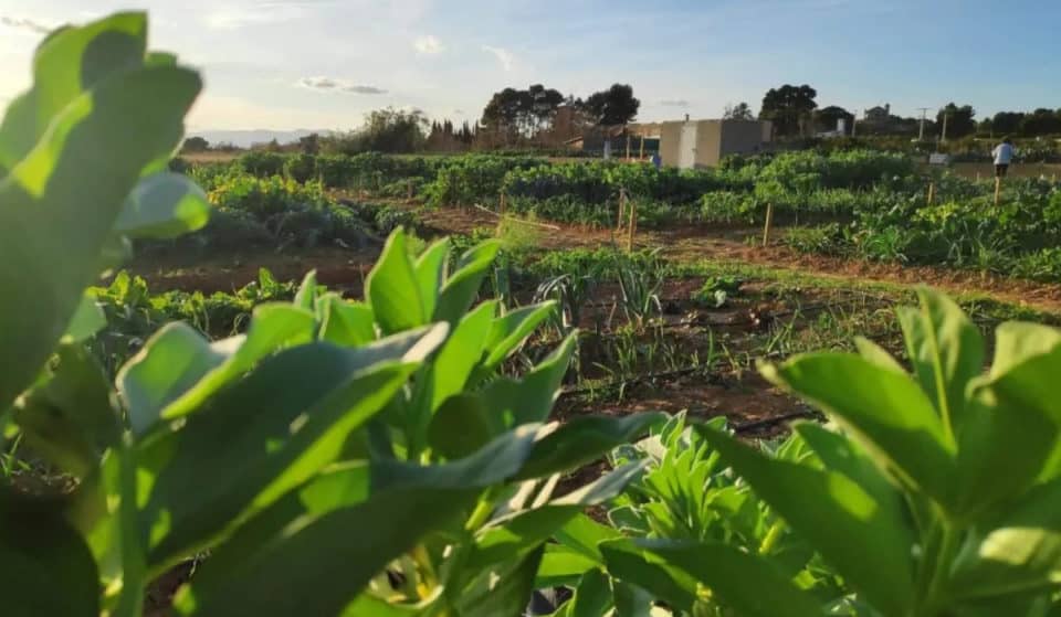 Huertos urbanos de Valencia donde puedes plantar tus verduras