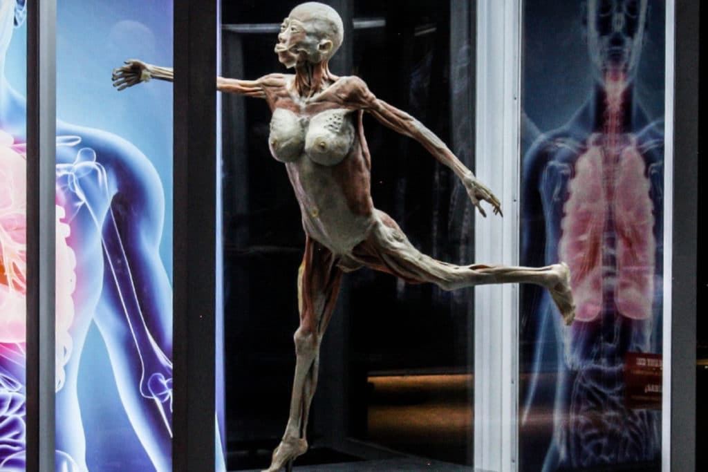 Llega a Valencia la exposición sobre el cuerpo humano más visitada del mundo