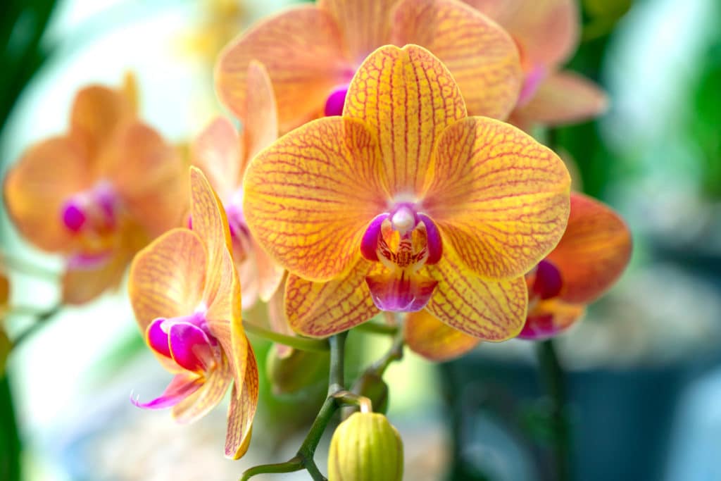 El Botánico de Valencia recibe una exposición única de orquídeas