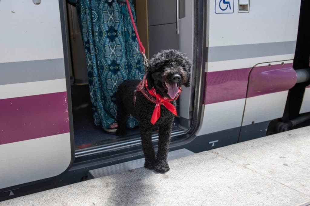 Renfe permitirá viajar con perros de hasta 40 kilos entre Valencia y Madrid